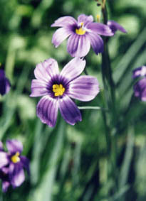Sisyrinchium bellum